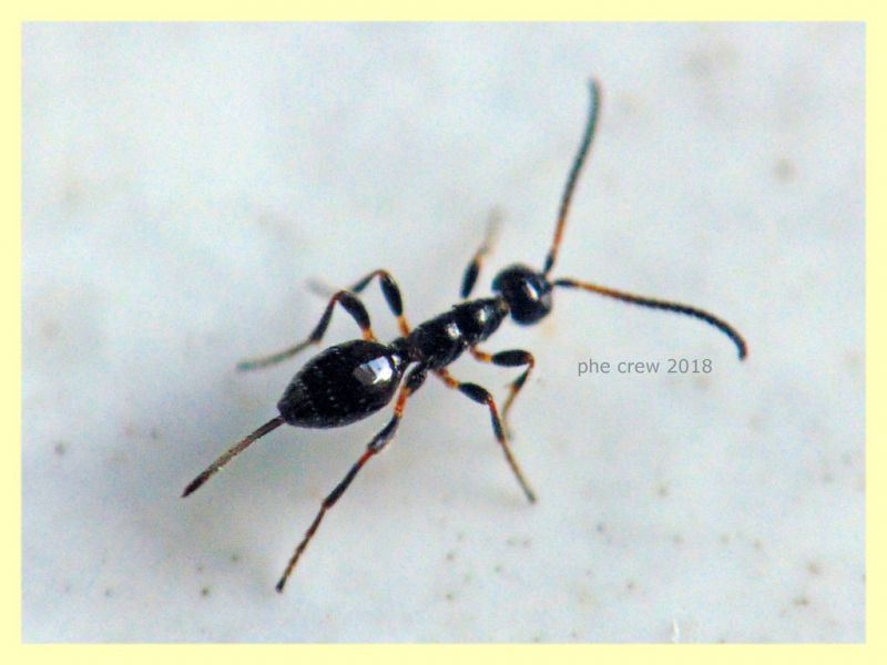 Gelis sp. - 2,5 mm. senza antenne ne aculeo - in Laurus nobilis - Anzio 16.2.2018 - (24).JPG