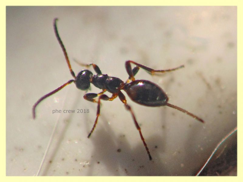 Gelis sp. - 2,5 mm. senza antenne ne aculeo - in Laurus nobilis - Anzio 16.2.2018 - (13).JPG