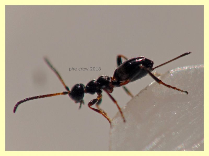 Gelis sp. - 2,5 mm. senza antenne ne aculeo - in Laurus nobilis - Anzio 16.2.2018 - (9).JPG