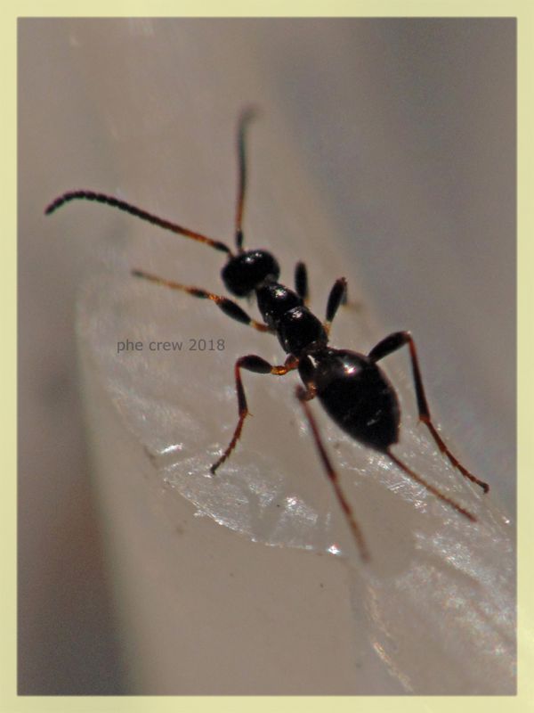 Gelis sp. - 2,5 mm. senza antenne ne aculeo - in Laurus nobilis - Anzio 16.2.2018 - (8).JPG