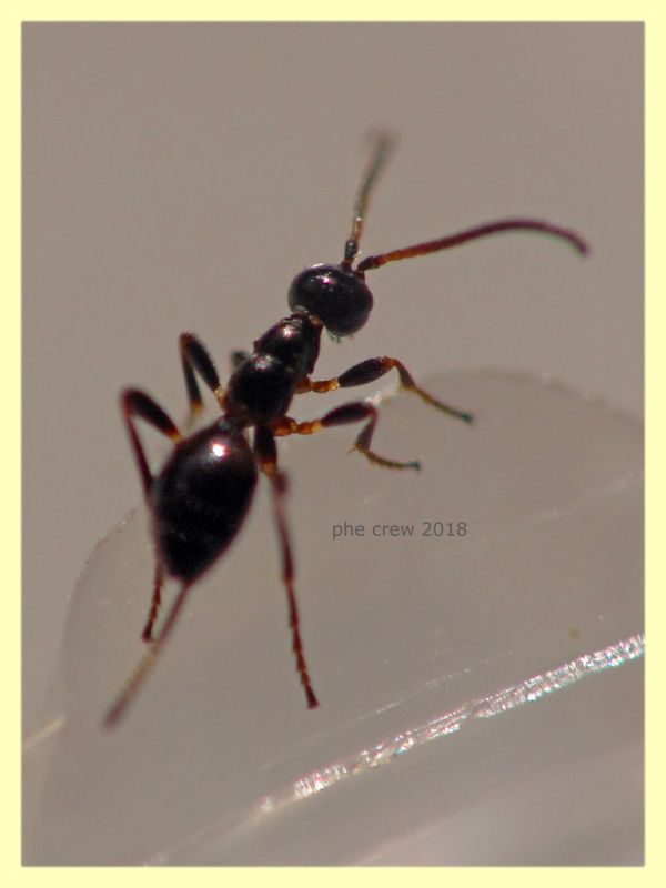 Gelis sp. - 2,5 mm. senza antenne ne aculeo - in Laurus nobilis - Anzio 16.2.2018 - (12).JPG