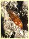 rotundicollis consentaneus - Padiglione - 2.2.2021 - (4).JPG