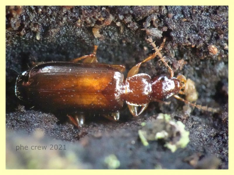 Carabidae - Padiglione 2.2.2021 - (2).JPG