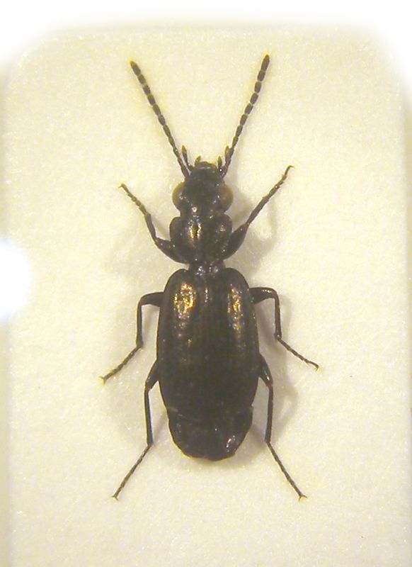 Syntomus foveatus copia.jpg