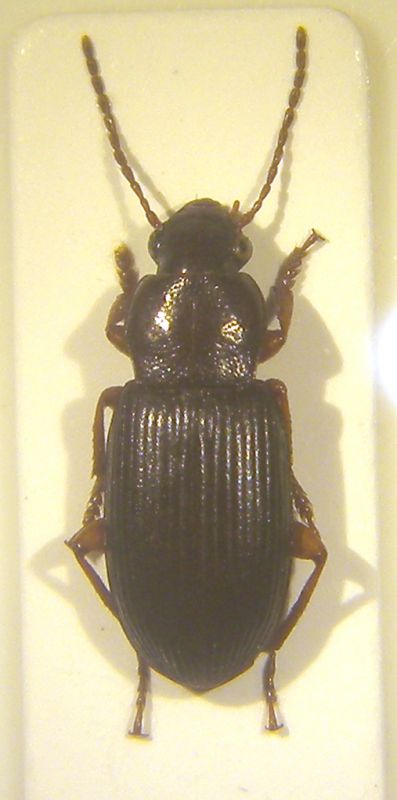 Ophonus subsinuatus copia.jpg