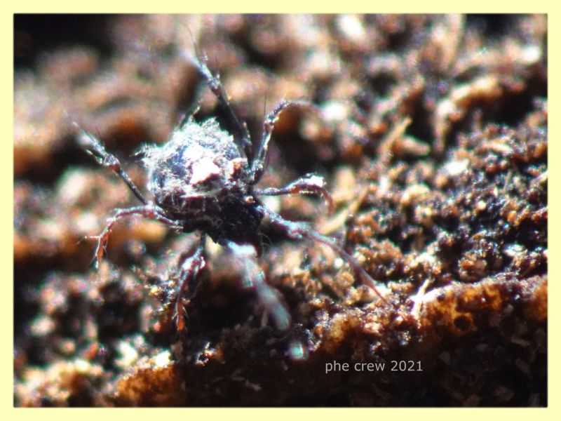 prob. Plesiodamaeus craterifer - Padiglione 2.2.2021 - (2).JPG