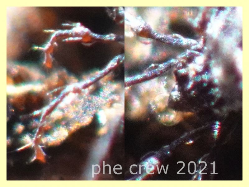 prob. Plesiodamaeus craterifer - Padiglione 2.2.2021 - (14).JPG