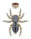 Salticidae-N.D.jpg