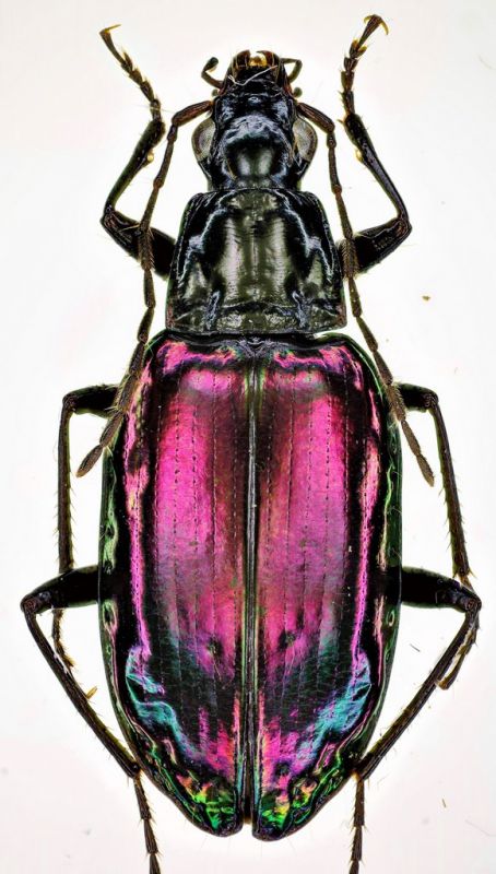 Dyscolus sp. Dorsale.jpg