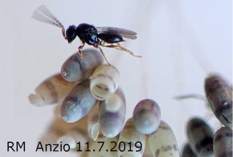 parassitoidi su prob. uova di Dichochrysa sp. - Anzio11.7.2019 - 1 mm (16).JPG