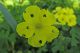 Oxalis sp. Anzio 5.2.2021 - (1).JPG