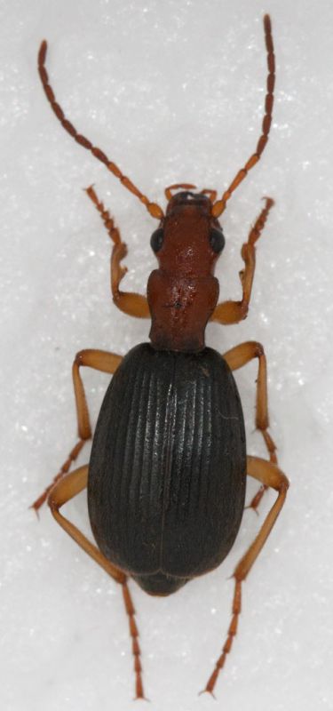 Brachinus italicus cf..jpg