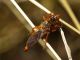 asilidae_1_Piglio_22-VII-2010.jpg