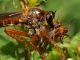 asilidae_3_Piglio_22-VII-2010.jpg