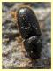 prob Lyctidae sotto corteccia eucalipto circa 1 mm. - Anzio 5.2.2021 - (8).JPG