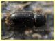 prob Lyctidae sotto corteccia eucalipto circa 1 mm. - Anzio 5.2.2021 - (2).JPG