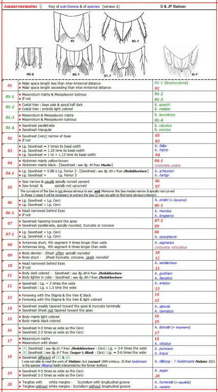 AMAURONEMATUS M - Clé des sous-Genres & espèces (base Zhelokhovstev - version 3) - Image.jpg