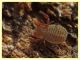 Pseudoscorpione circa 1,2 mm. sotto corteccia Eucalipto - Anzio 5.2.2021 - (8).JPG