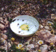 Plate[1][1].GIF