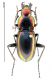 Eucamptognathus lafertei rid.jpg