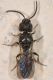 1 sparasion sp scelionidae baronessa.jpg