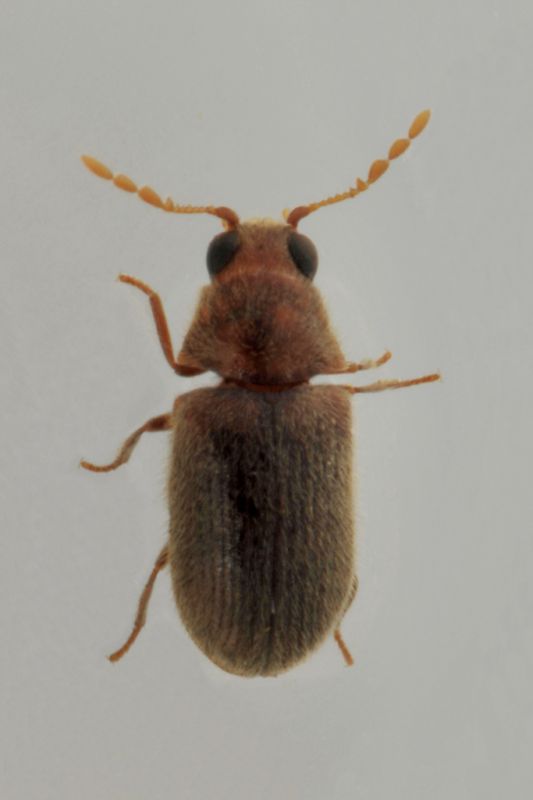 1 anobiidae  baronessa.jpg