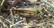 tettigonidae.jpg