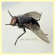 Calliphora vicina corpo 11 mm. - trappola ad aceto - Anzio 15.12.2020 - (2).JPG