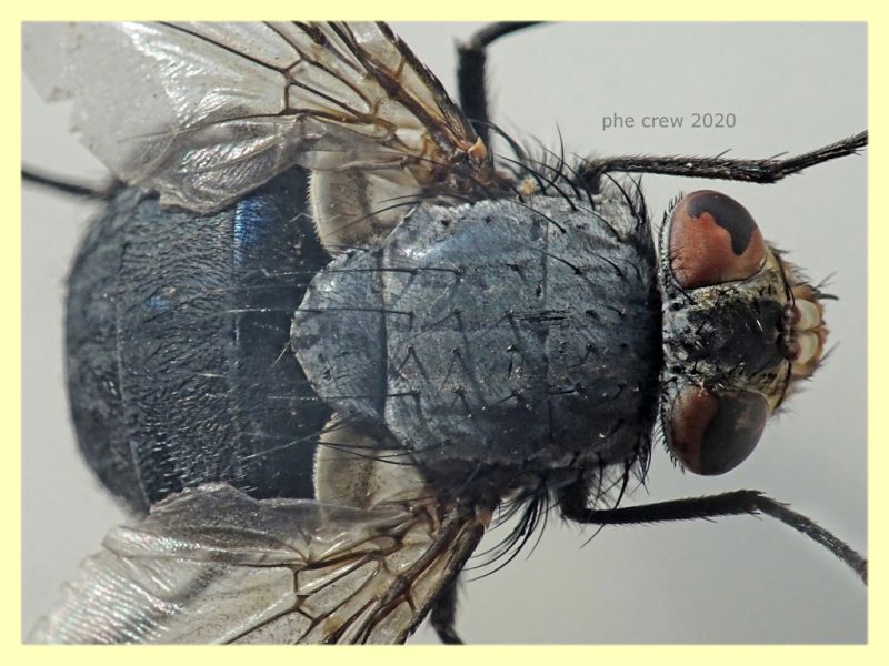 Calliphora vicina corpo 11 mm. - trappola ad aceto - Anzio 15.12.2020 - (12).JPG