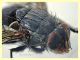 Calliphora vicina corpo 11 mm. - trappola ad aceto - Anzio 15.12.2020 - (28).JPG