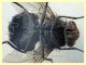 Calliphora vicina corpo 11 mm. - trappola ad aceto - Anzio 15.12.2020 - (24).JPG