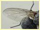 Calliphora vicina corpo 11 mm. - trappola ad aceto - Anzio 15.12.2020 - (4).JPG