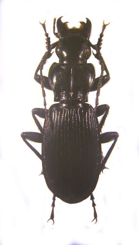 Pterostichus focarilei copia.jpg