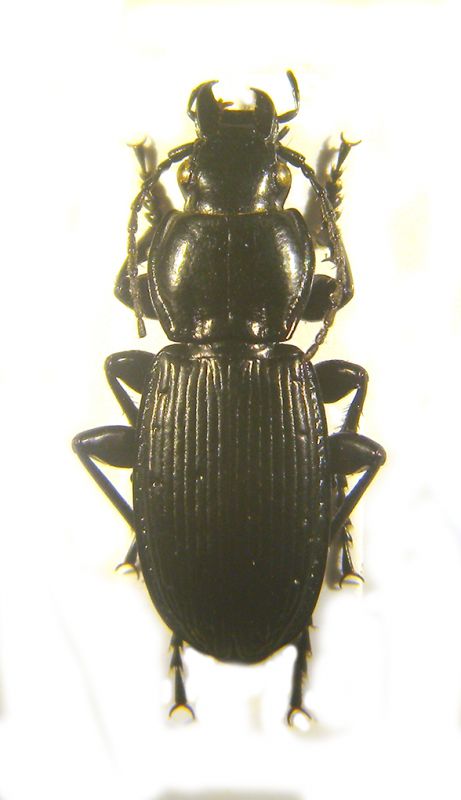 Pterostichus ziegleri copia.jpg