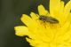 anthaxia-img_3495.jpg