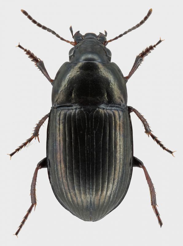 Amara-cf-nitida.jpg