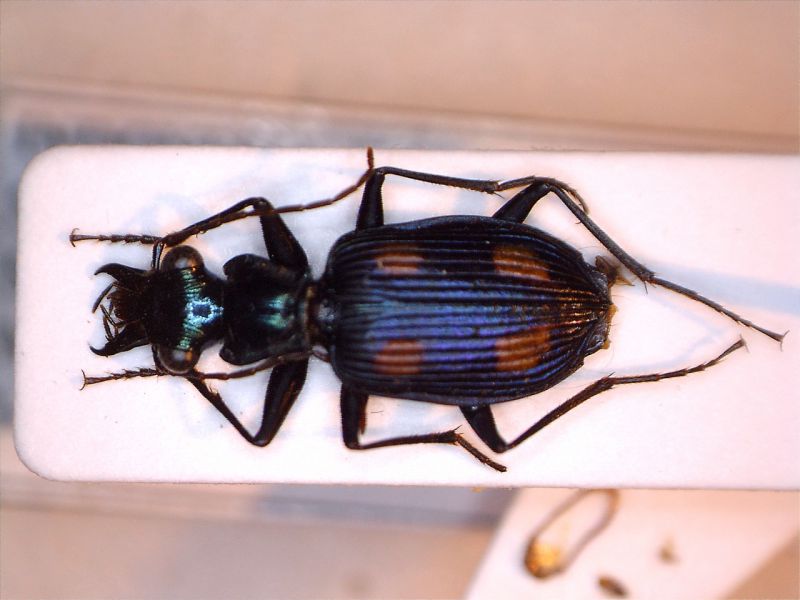 pericalus longicollis.jpg