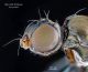 Sepsidae.jpg