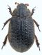 Fig.1- Trox(Granulitrox)granulipennis♂-Marinella di Selinunte-Castelvetrano(TP)-06X2020.(Foto A. Ballerio) (492x640).jpg