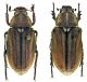 A. noctuabunda m e f.jpg