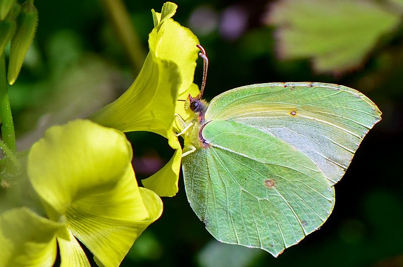 gonepteryx cleopatra 10-1.jpg