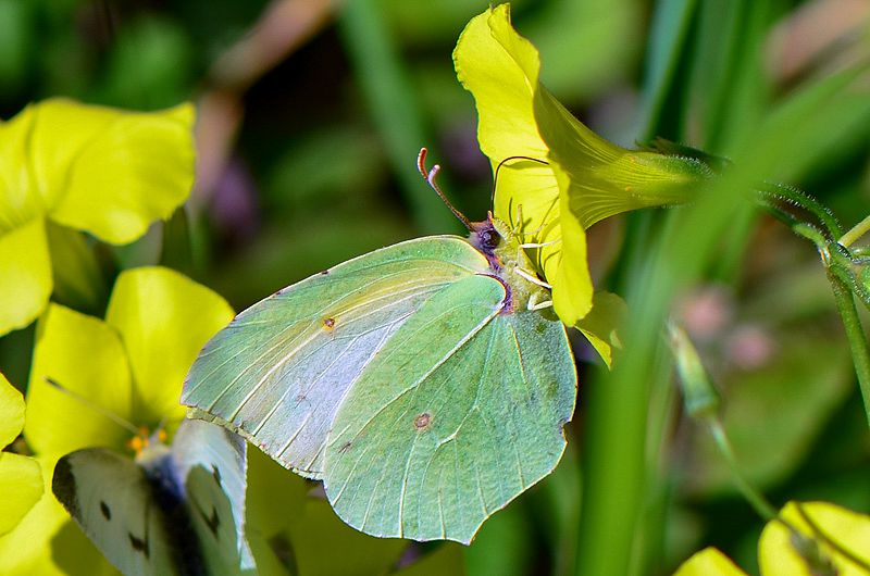 gonepteryx cleopatra 11-1.jpg