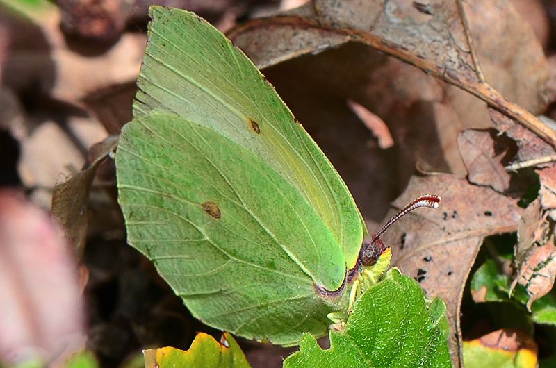 gonepteryx cleopatra 04.jpg