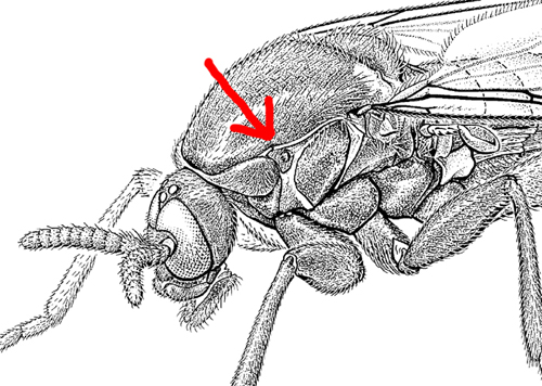 sclerite spiracolare anteriore.jpg