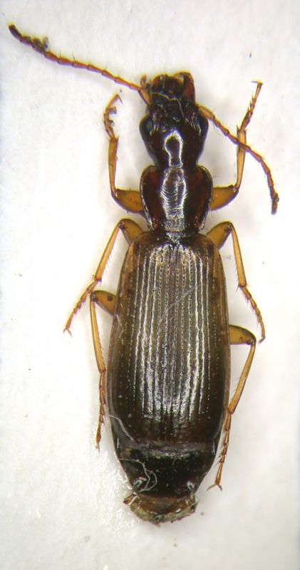 Carabidae_3 - Copia.jpg