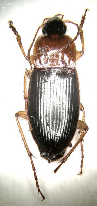 Carabidae_2 - Copia.jpg