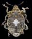 Mogulones sp.jpg