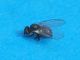 Agromyzidae_Cerodontha_iridis_adulto (1).jpg