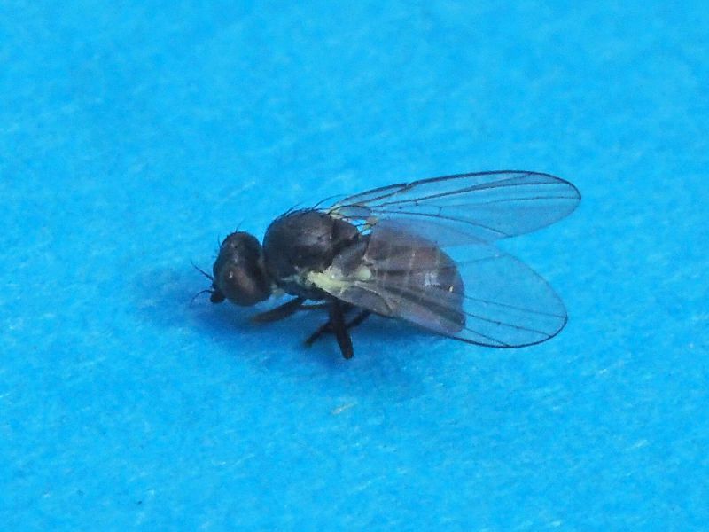 Agromyzidae_Cerodontha_iridis_adulto (1).jpg