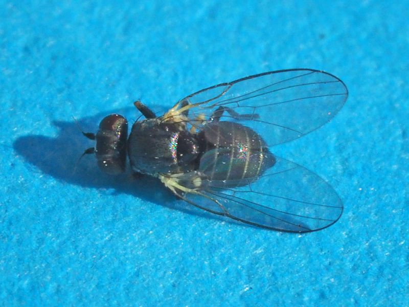 Agromyzidae_Cerodontha_iridis_adulto (4).jpg